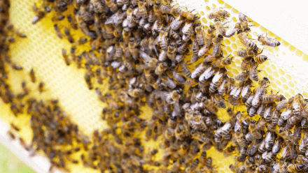 Gute Bienen 1